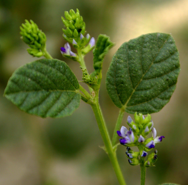 Close-up of Psoralea corylifolia (babchi) plant with green leaves and purple-white flowers, natural source of bakuchiol in skincare.