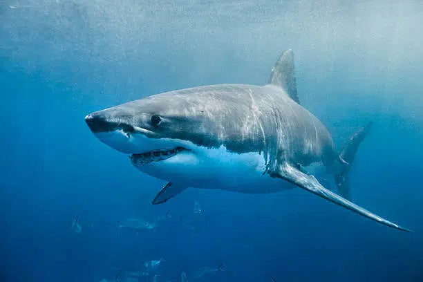 Why Squalane is Not Something to Fear (Unless You're a Shark)