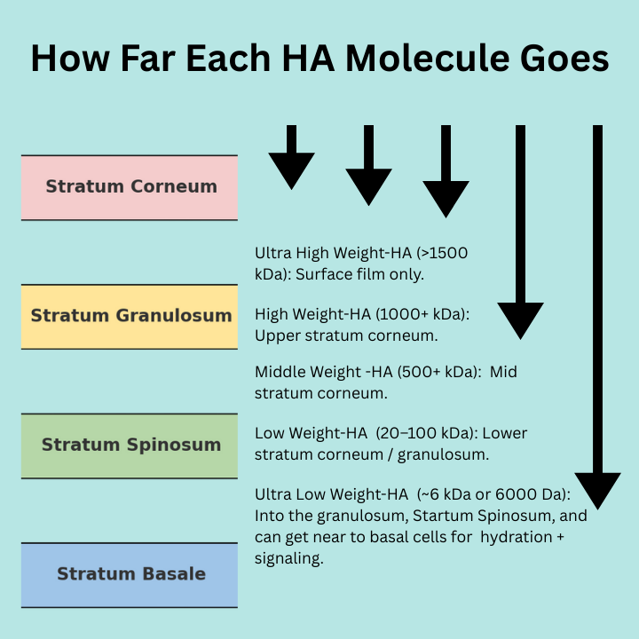 Infographic titled ‘How Far Each HA Molecule Goes.’ Diagram of skin layers from top to bottom.